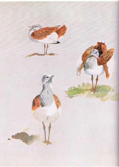 Great Bustard by Archibald Thorburn